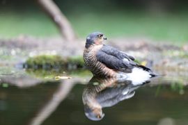 Eerste ontmoeting met deze prachtige sperwer