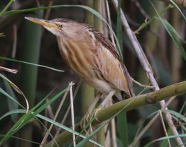 Little Bittern During Spring Migration