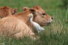 Koe Reiger 2