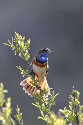 Blauwborst in de avondzon