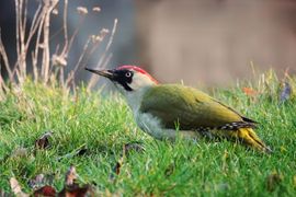 Groene specht in stadspark