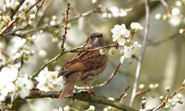 Het voorjaar komt eraan!