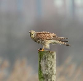 Storen tijdens het eten