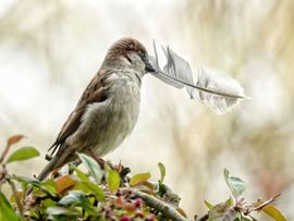 Huismus met bouwmateriaal 