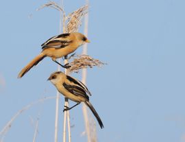 Twee onvolwassen baardmannen in het riet