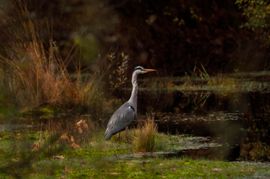 Trotse Blauwe Reiger