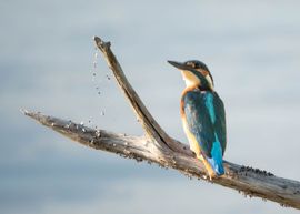Blauwe schicht in avondlicht
