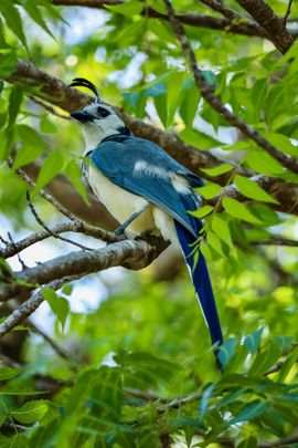 Een tropische blauwe verrassing in de boom
