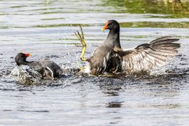 ruziënde waterhoentjes