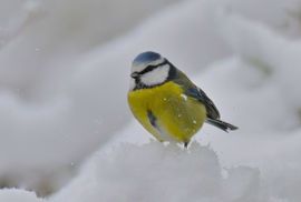 Pimpelmees in de sneeuw