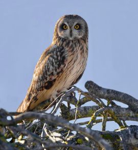 Velduil op een boompje