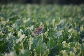 Veldleeuwerik op bietenblad.