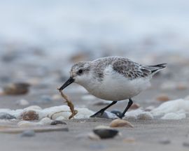 Drieteenstrandloper