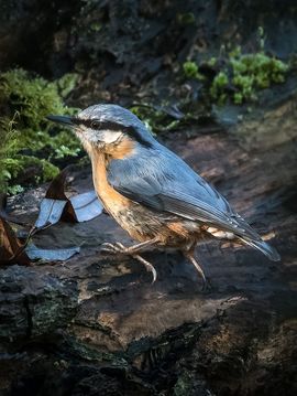 Fouragerende Boomklever die net een zonnestraaltje vangt