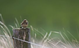 Genieten in het zonnetje