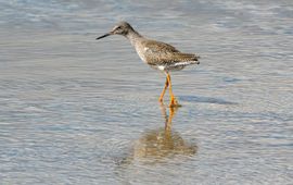 Tureluur aan het fourageren