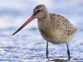 Rosse Grutto foeragerend in de Waddenzee
