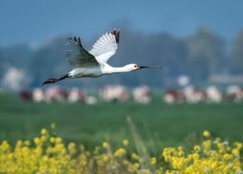 Lepelaar boven Hollandse polder