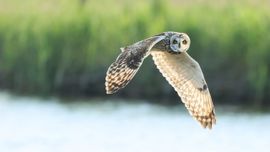 Velduil in de vroege ochtend