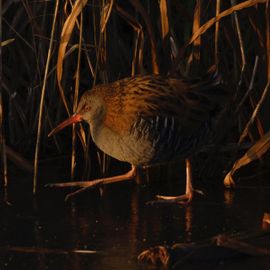 De geheimzinnige Waterral in al zijn schoonheid