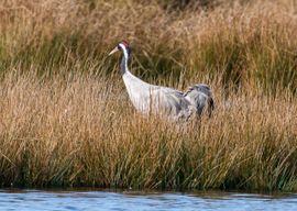 Kraanvogel aan het fourageren