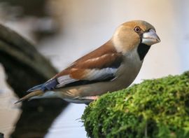 Vrouw appelvink in het zonnetje