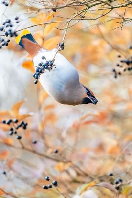 Onderste boven van deze zeldzame wintergast