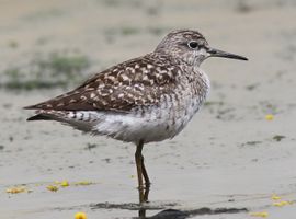 Wood Sandpiper during Spring migration