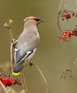 Pestvogel uit het Noorden 