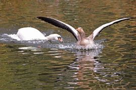 Knobbelzwaan valt aan