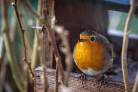 Daar ben je dan ( en mijn eten )…