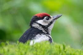 Jonge grote bonte specht