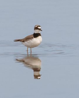 Kleine plevier met reflectie