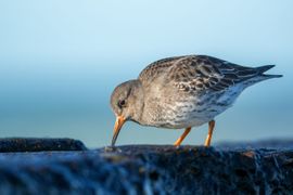Paarse strandloper op de Zuidpier