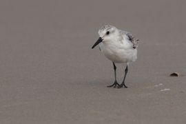 Drieteenstrandloper foeragerend op het strand van Texel