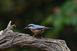 Landingsbaan van de boomklever