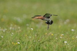 Landing
