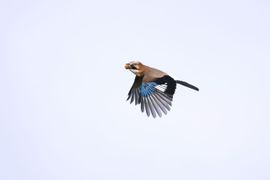 een vliegende eikel?