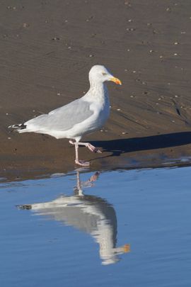 Spiegeltje, spiegeltje