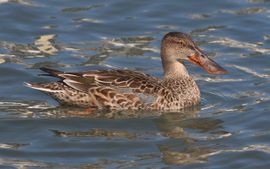 Shoveler in October