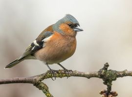 Vink (m)
