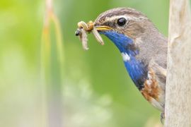 Blauwborst met snavel vol