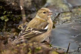 Bij het water