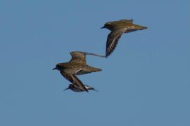 Gouden glans in strak blauwe lucht