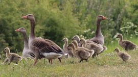 Lente aan het Haringvliet
