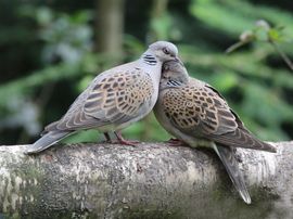 Even lekker tortelen.