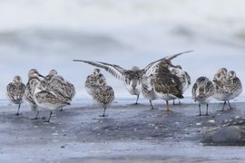 rustende strandlopers