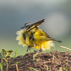 Lekker fluffy