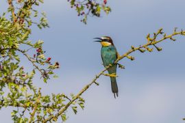 Genieten in de Geldeerse Natuur 