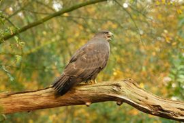 Buizerd roept om zijn jong.